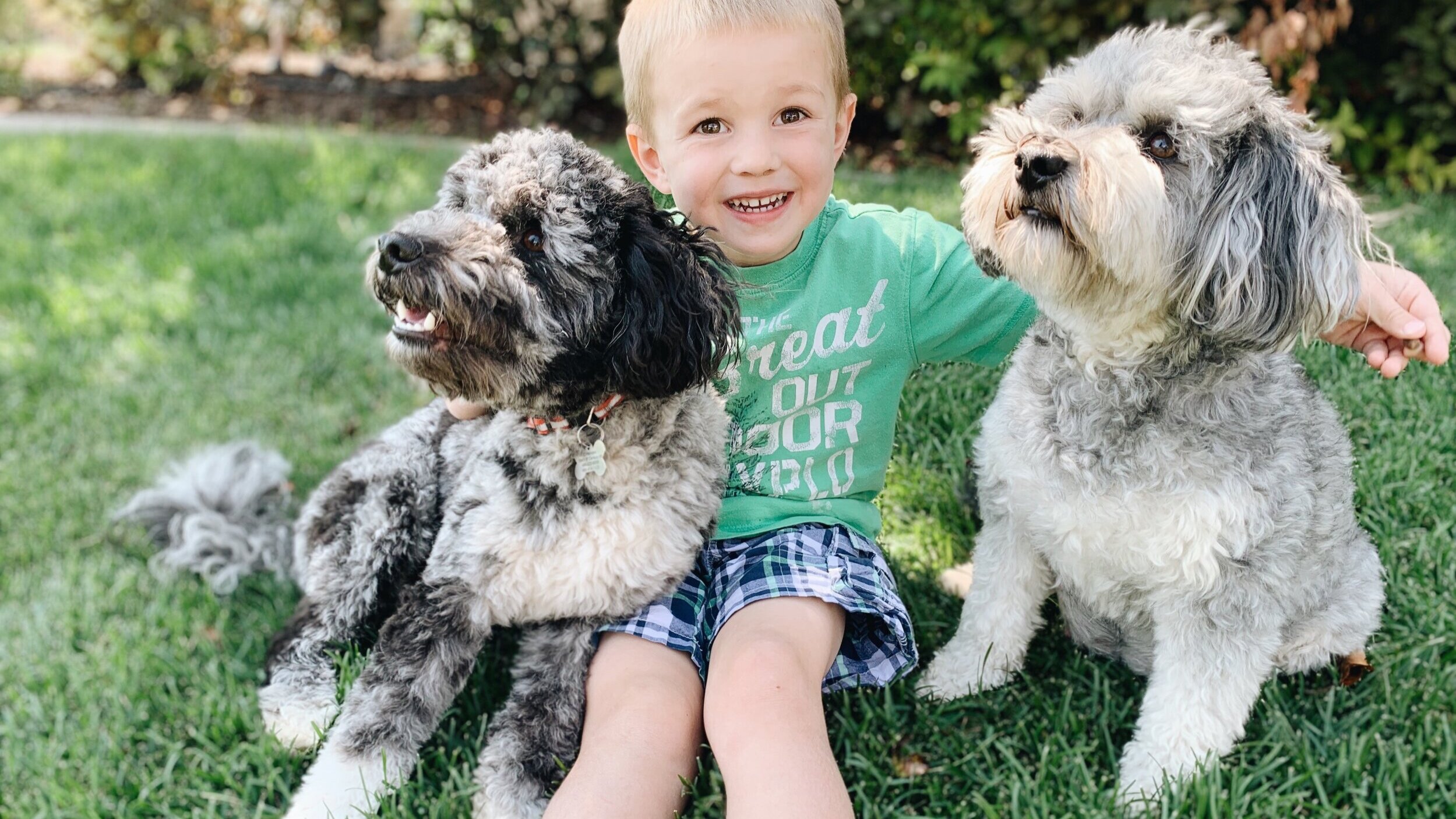 miniature aussiedoodle full grown