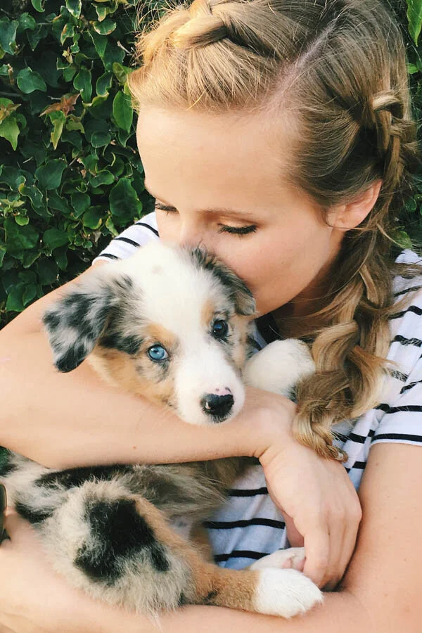 Teacup Miniature Australian Shepherd Mini Aussie Australian