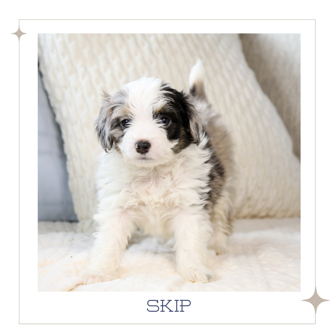 Mini Australian Mountain Doodle 1.PNG