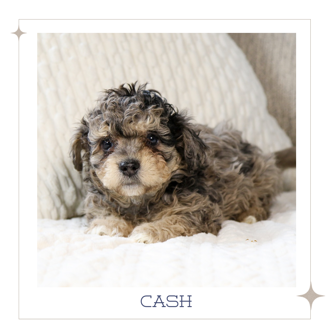 Mini Australian Mountain Doodle 3.PNG