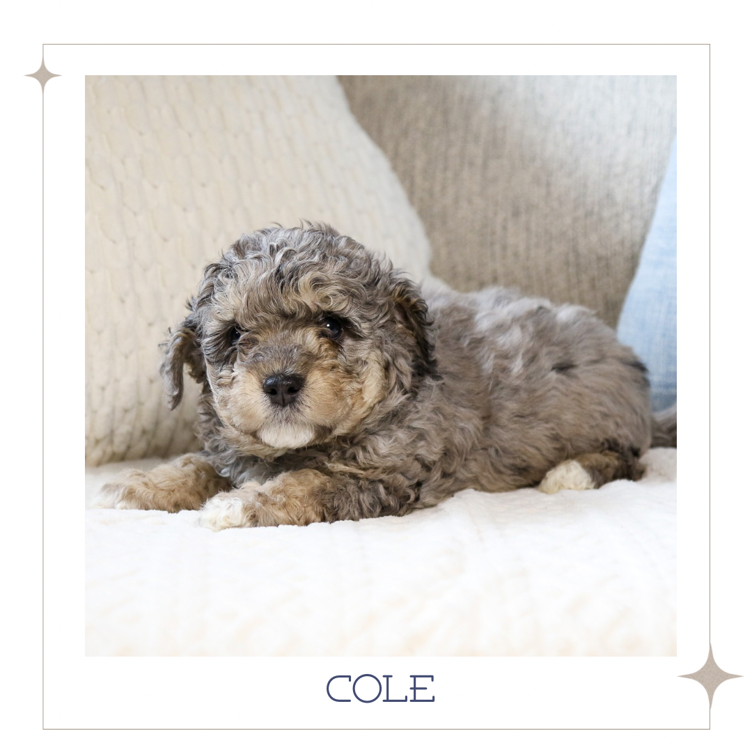 Mini Australian Mountain Doodle 4.PNG