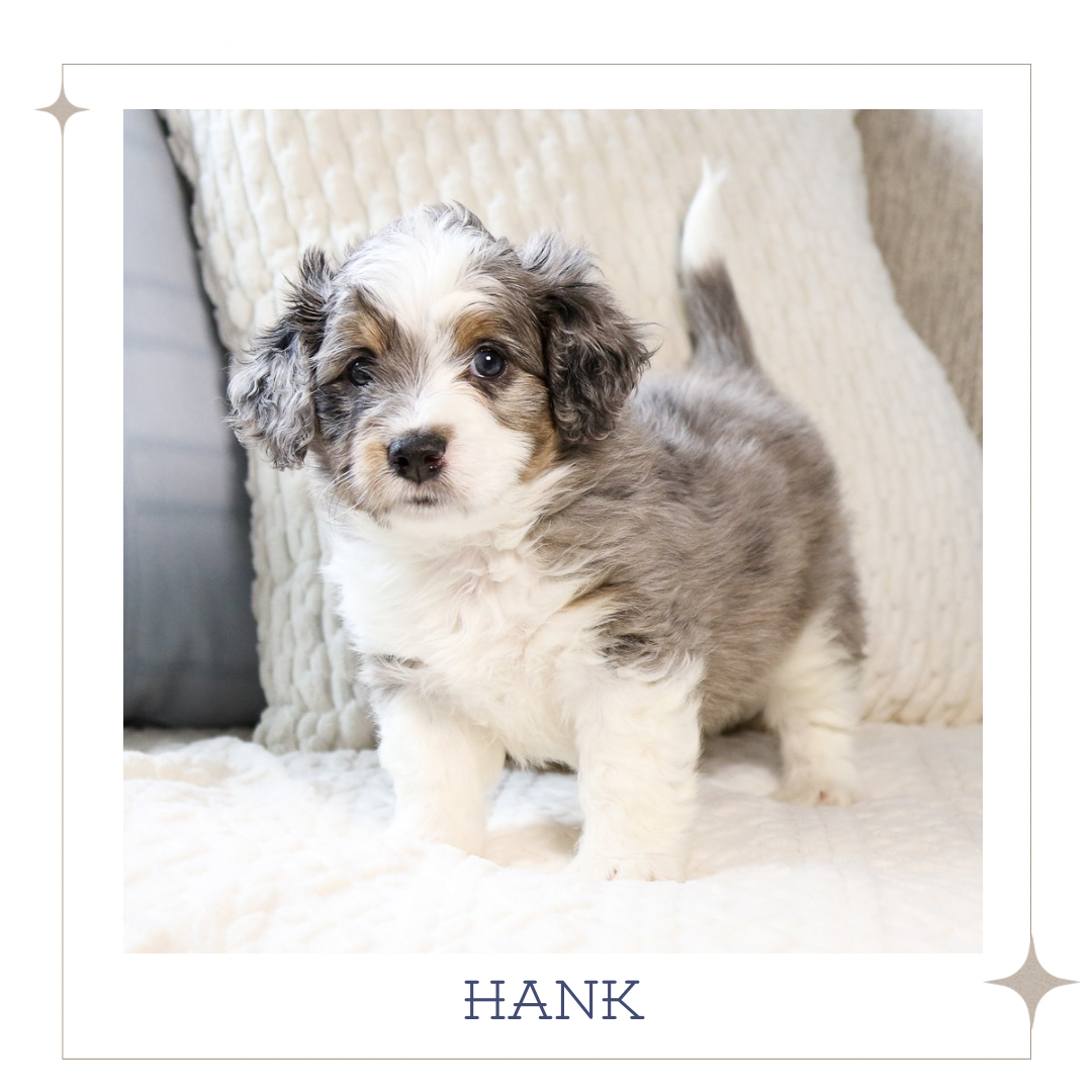 Mini Australian Mountain Doodle 7.PNG