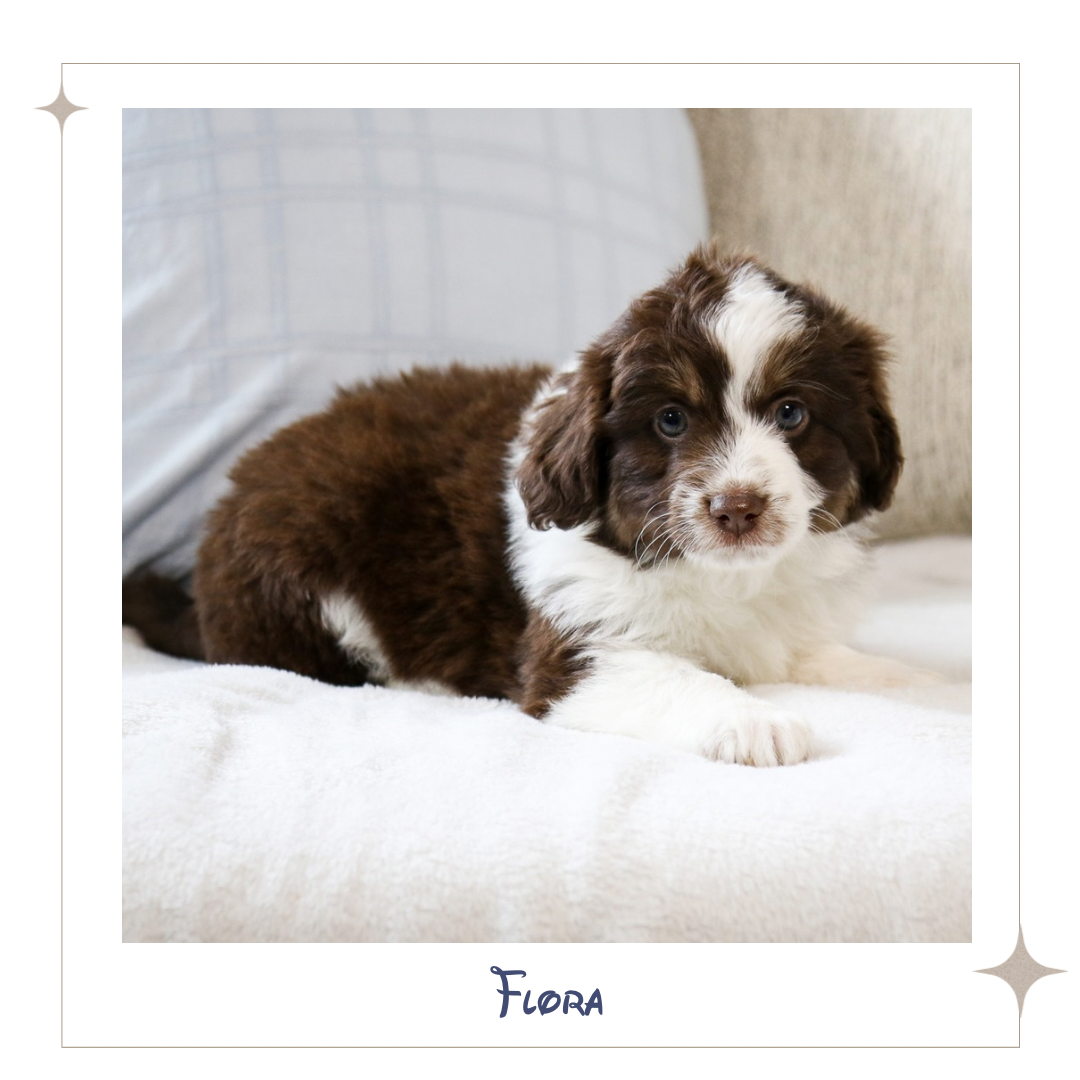 Mini Aussiedoodle - Flora.PNG