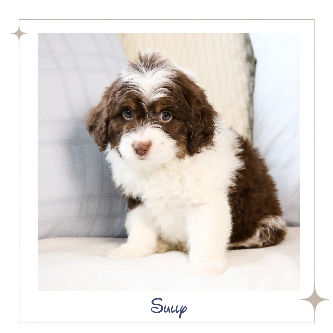 Mini Aussiedoodle - Sully.PNG