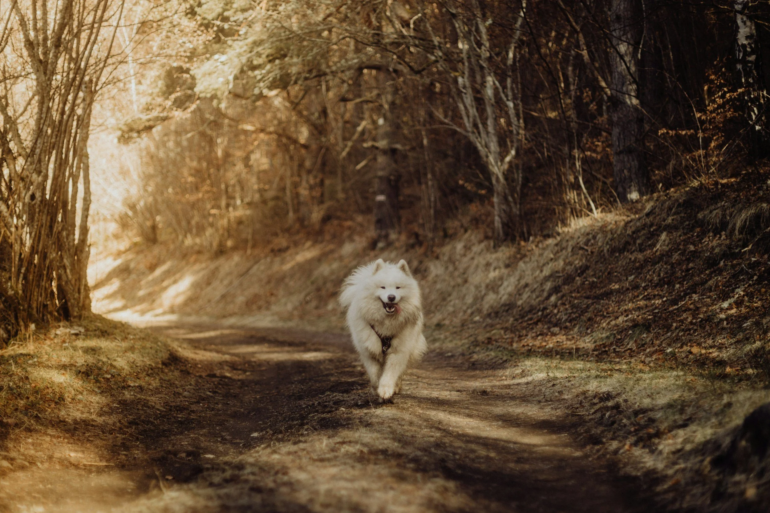 unsplash-image-MzM6M59YZrA.jpg