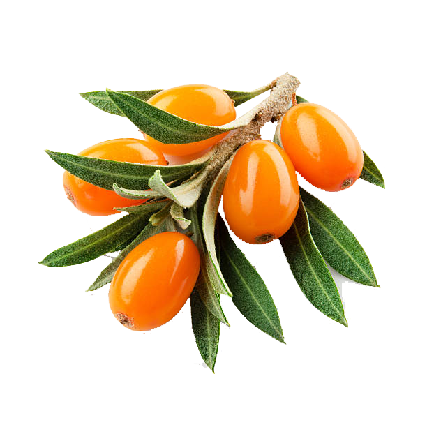 Sea Buckthorn (Hippophae rhamnoides), which is also known as It is also referred to as sandthorn, sallowthorn, or seaberry