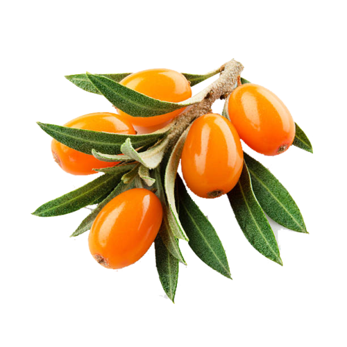 Sea Buckthorn (Hippophae rhamnoides), which is also known as It is also referred to as sandthorn, sallowthorn, or seaberry