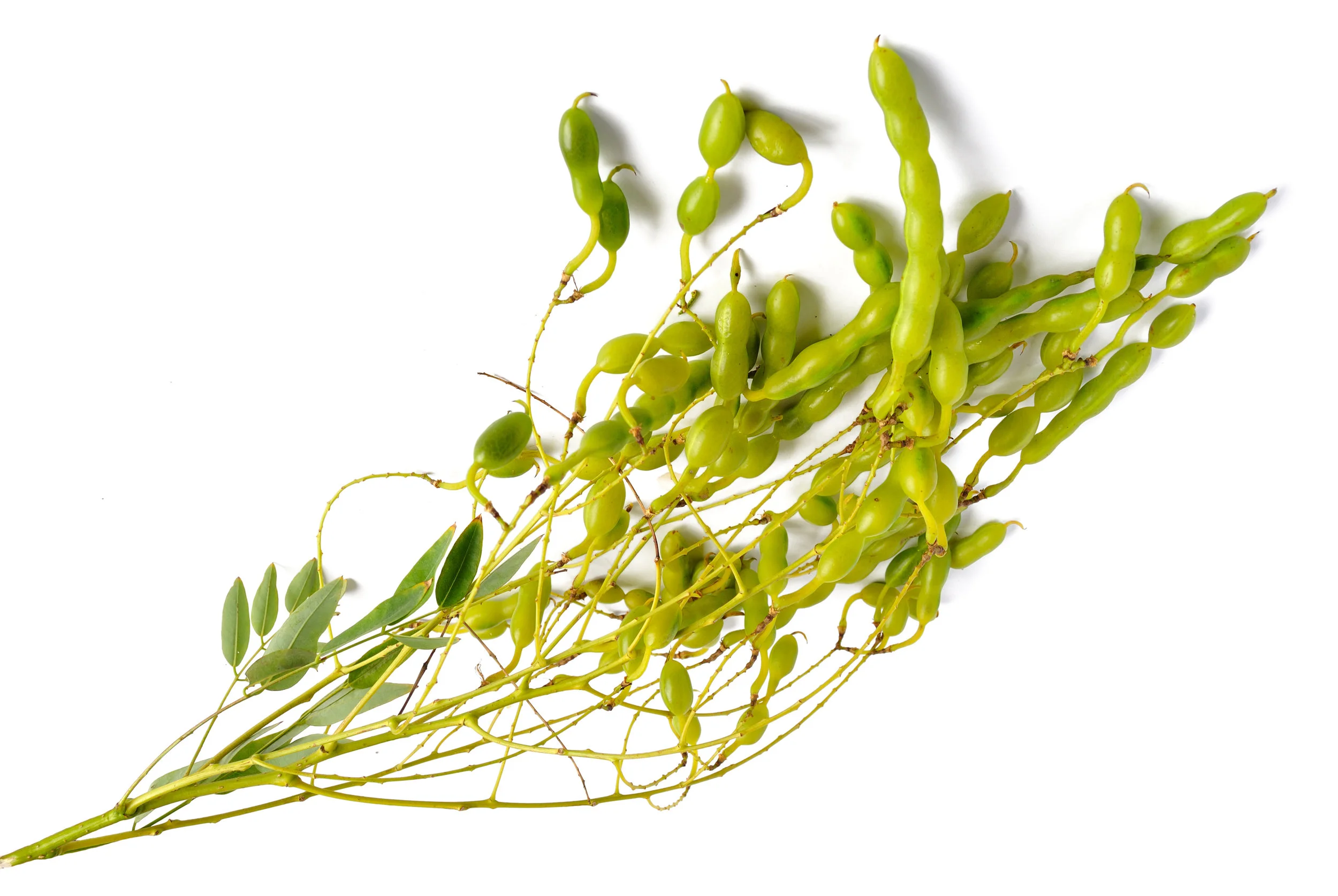 quercetin.jpg