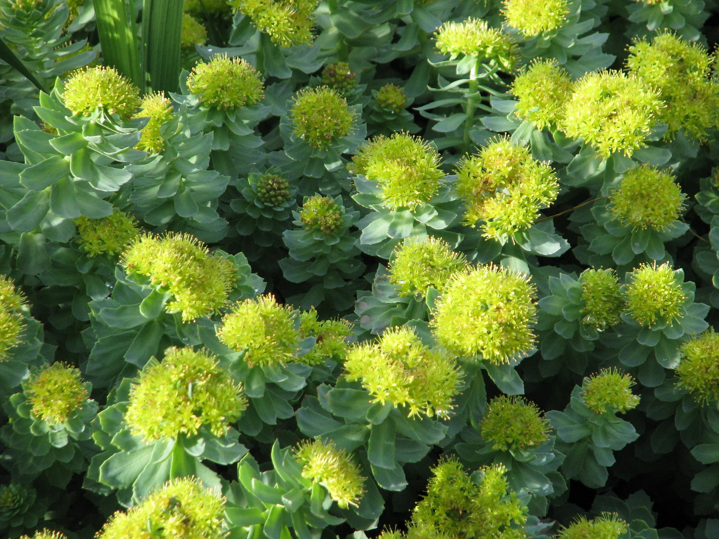 Rhodiola.jpg