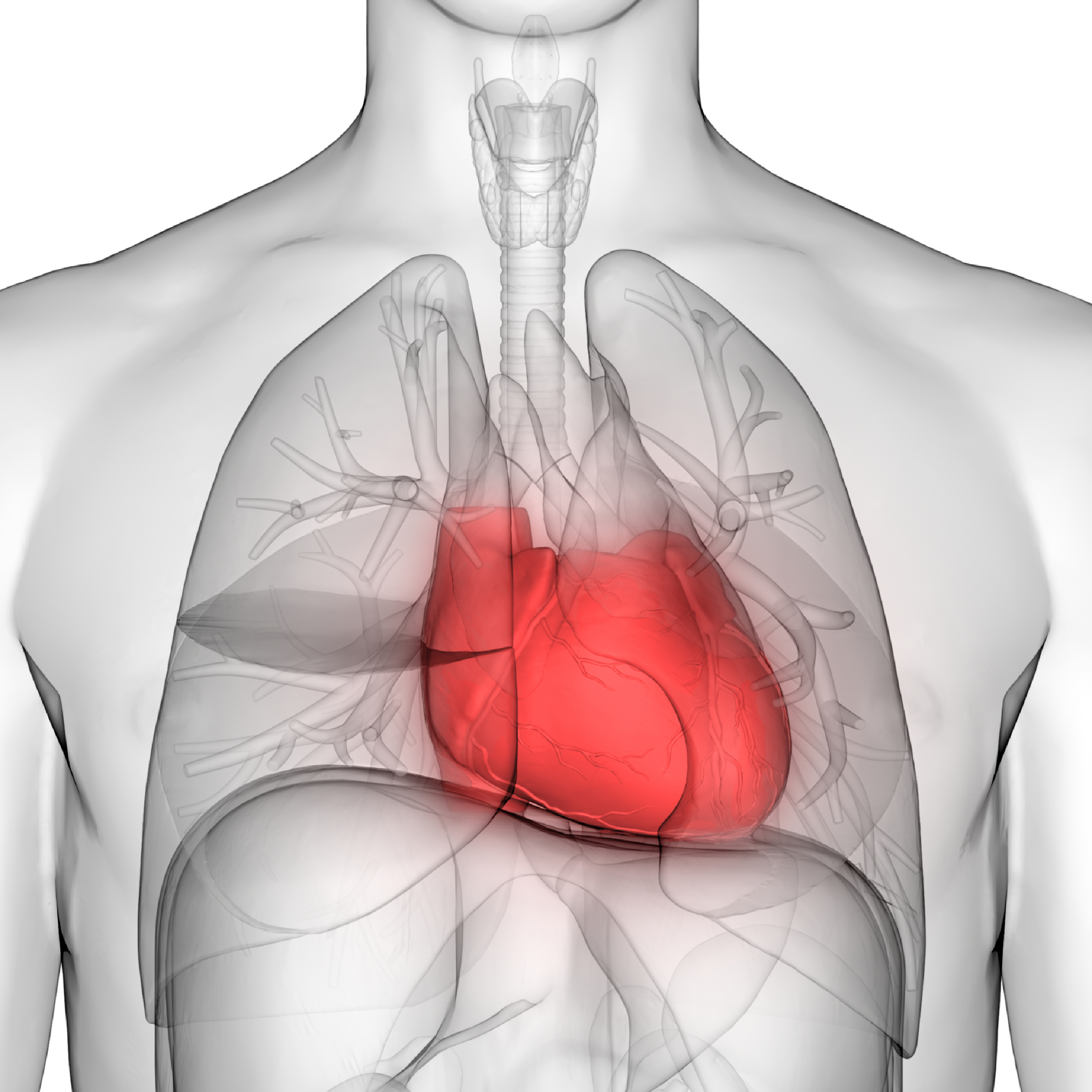 CyanthOx Cardiovascular 1.png