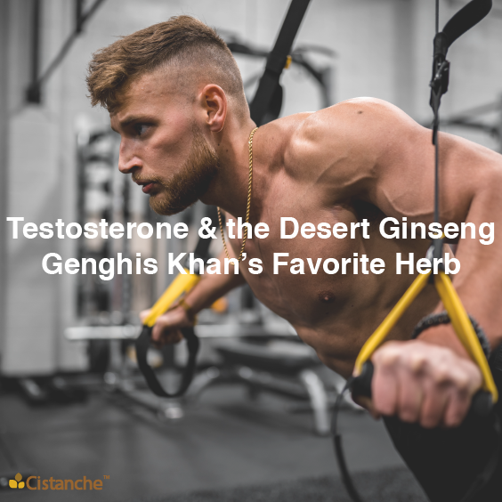 Testosterone &amp; the Desert Ginseng: Genghis Khan’s Favorite Herb