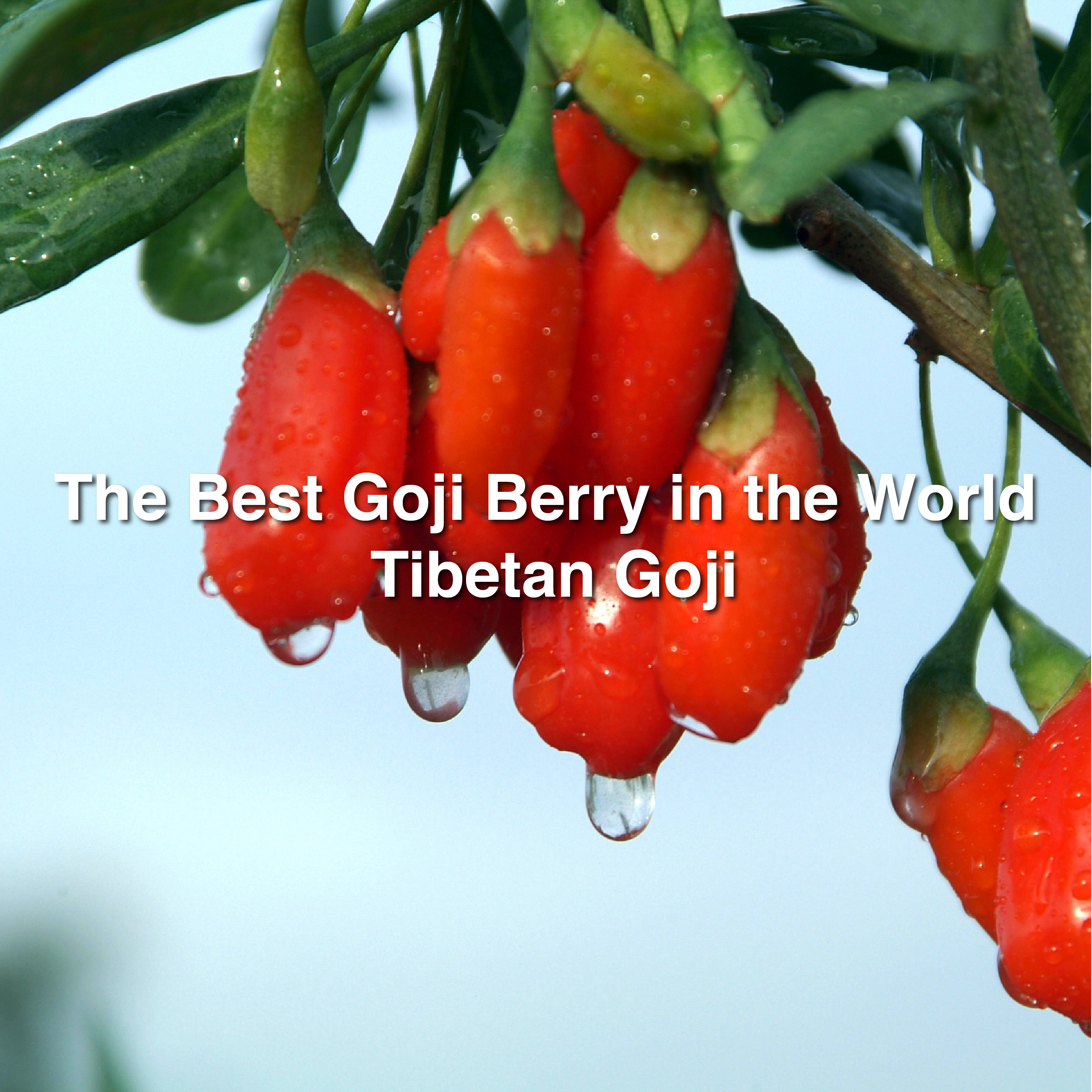 The Best Goji Berry in the World: Tibetan Goji