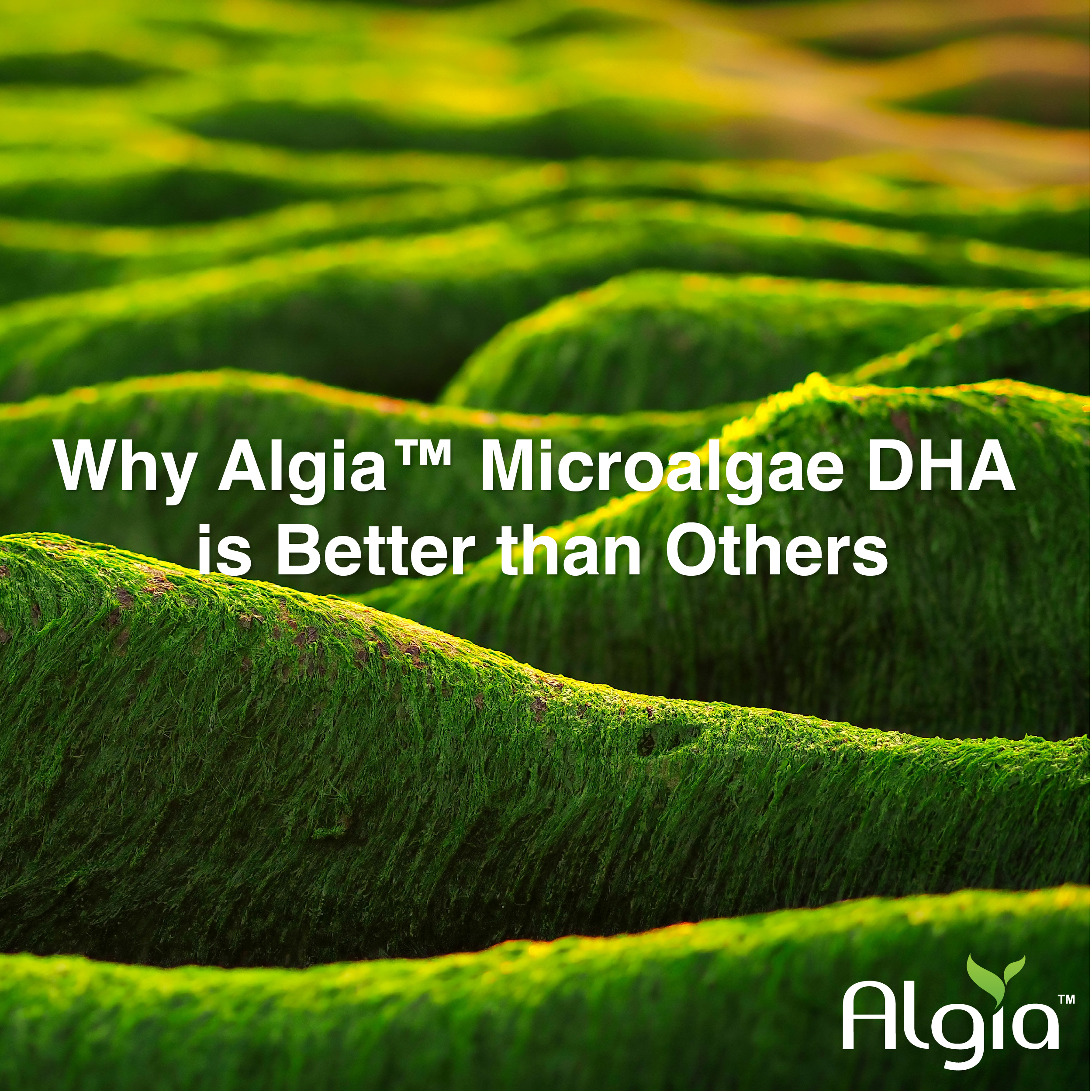Why Algia™ Microalgae DHA is Better than Others