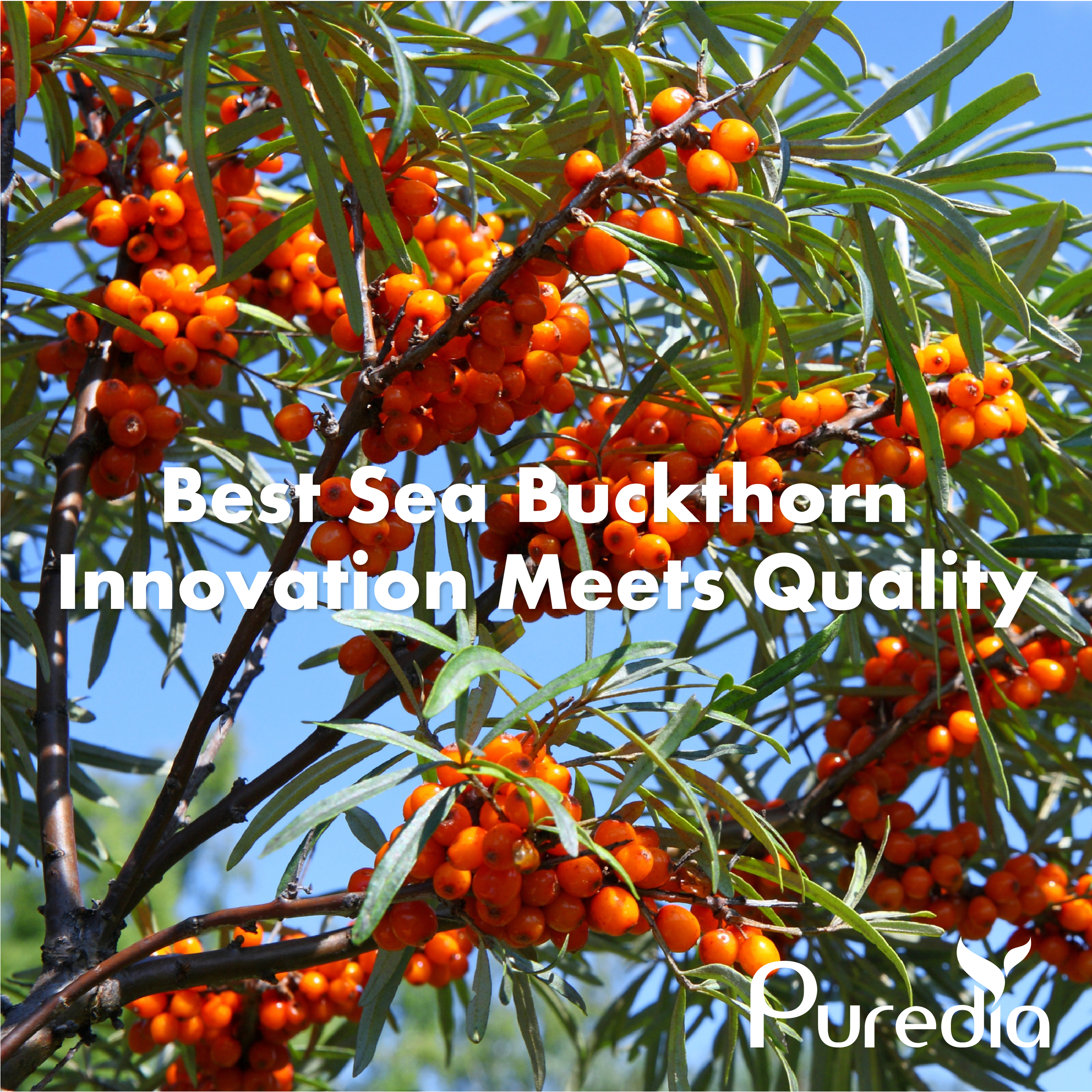 Best Sea Buckthorn: Innovation Meets Quality