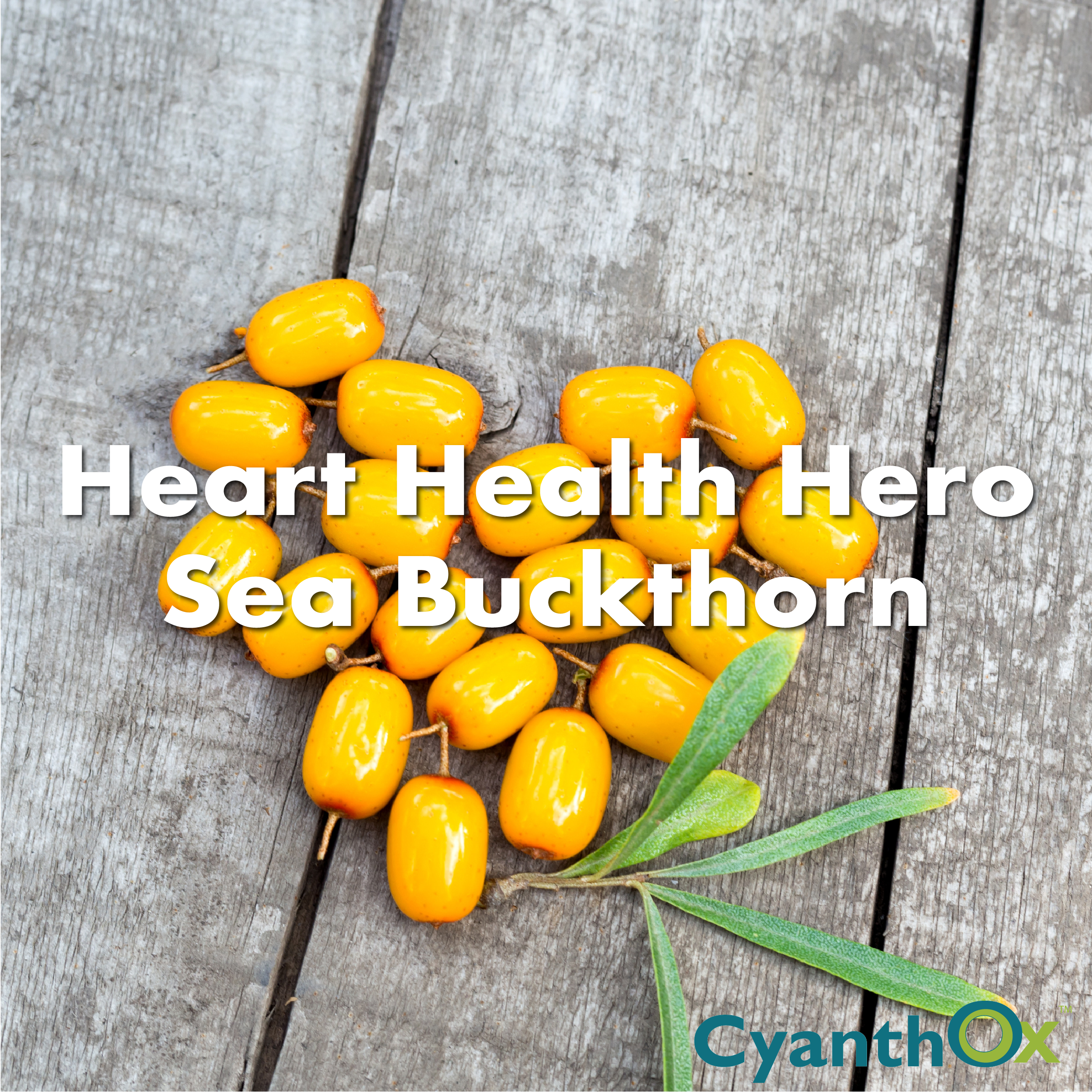 Heart Health Hero: Sea Buckthorn