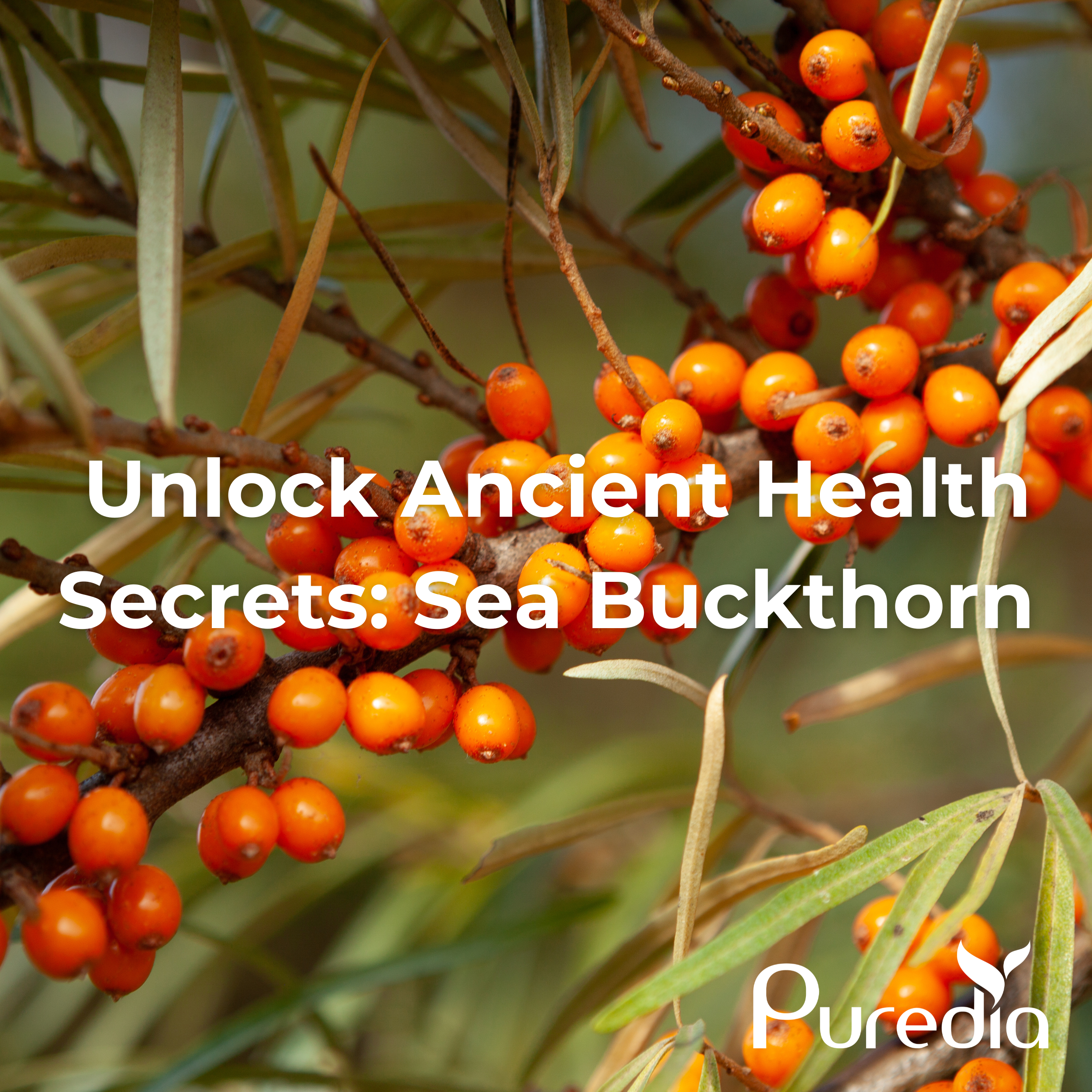 🌿 Unlock the Anti-Aging Secret: Sea Buckthorn Berry