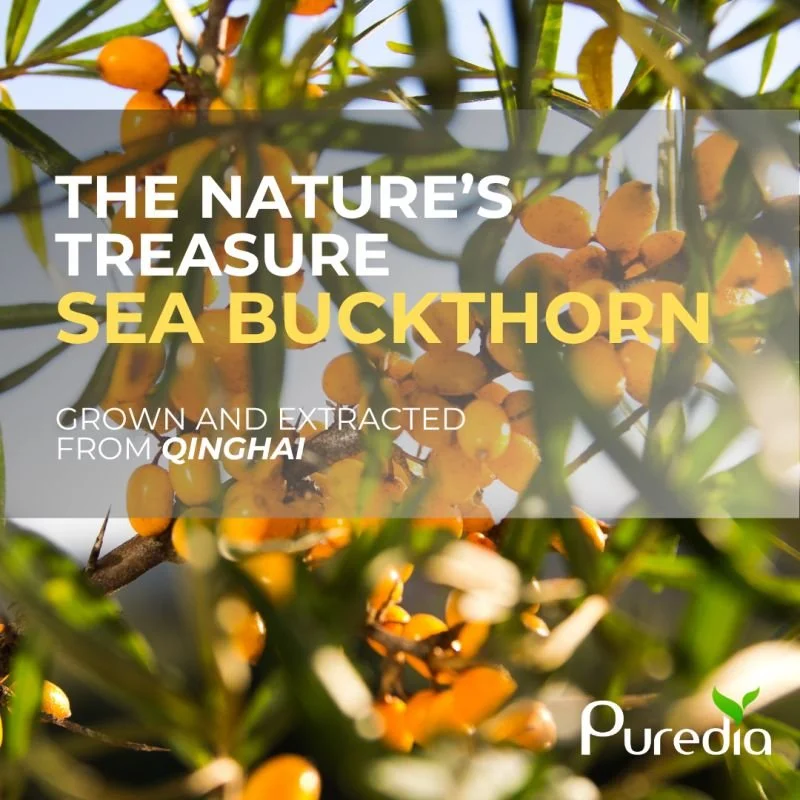 Puredia’s Sea Buckthorn: A Nutritional Treasure from Qinghai High Plateau