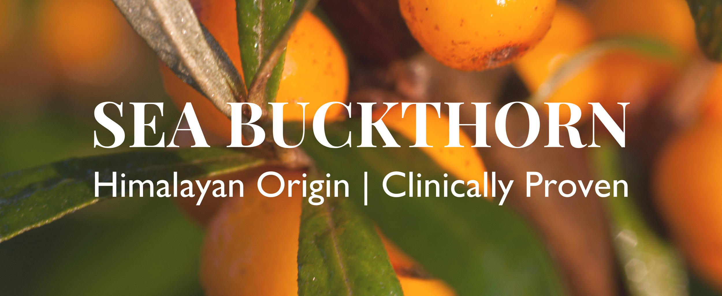 Sea Buckthorn