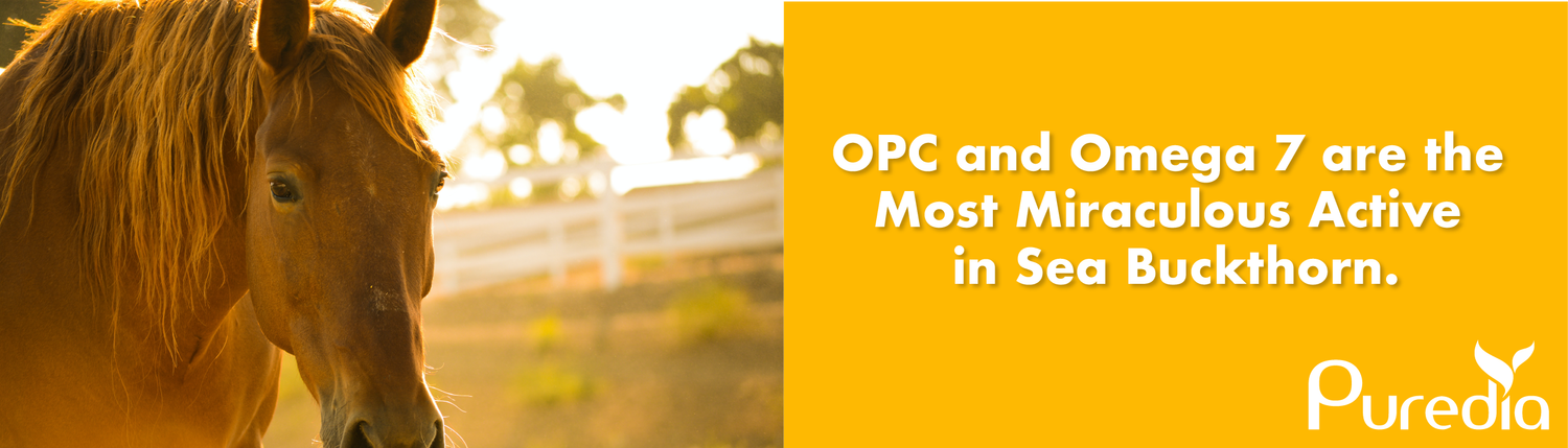 The Ancient Superfruit for Modern Health: Sea Buckthorn — Puredia