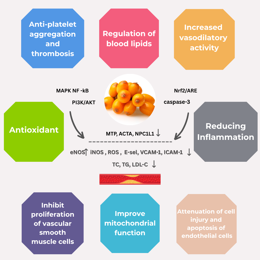 Sea Buckthorn: Multi-Pathway Protection Against Arterial Hardening ...