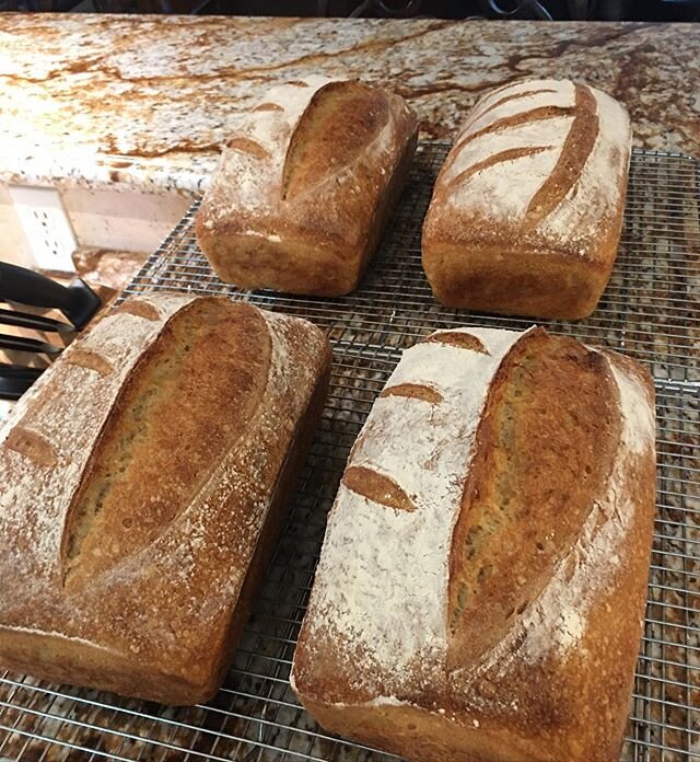 Making sourdough is so relaxing and delicious 😋 
#bread #sourdough #sourdoughbread #sourdoughstarter #wholewheat #wholewheatbread #artisanbread 
#fancysavagecuisine #fancysavagefood #culinary #food #foodie #california #californiaadventure #napa #nor