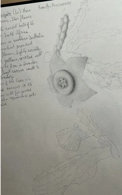 orbea variegata sketchbook.jpg