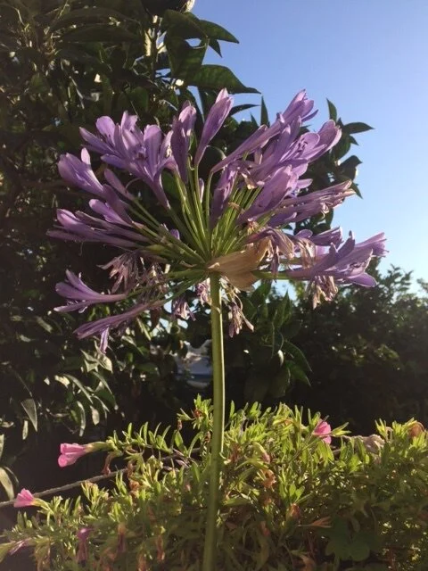 Agapanthus in my garden