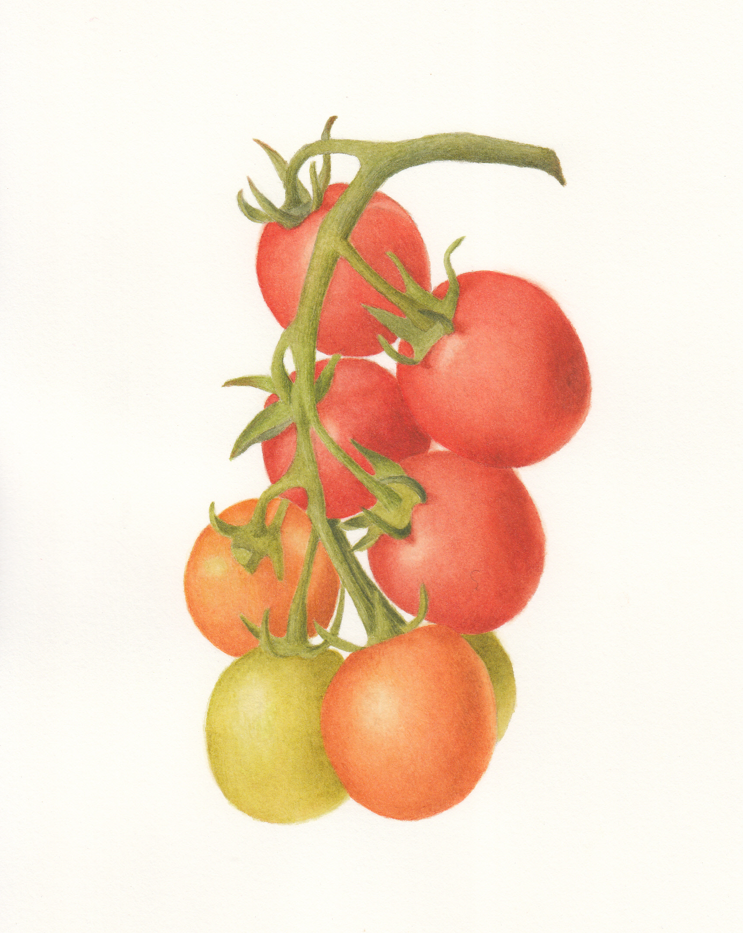 Cherry Tomatoes Botanical Illustration