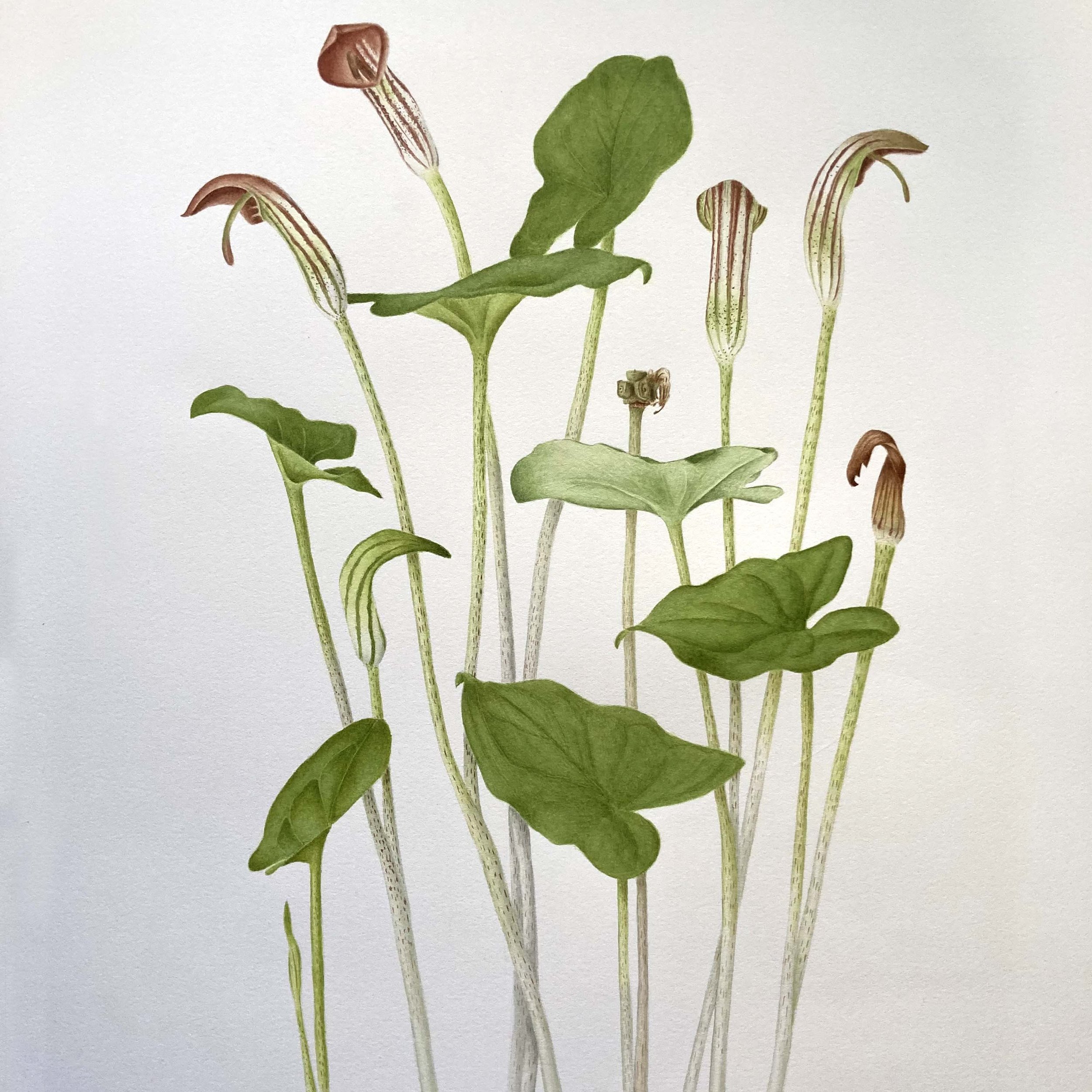 Arisarum vulgare botanical painting