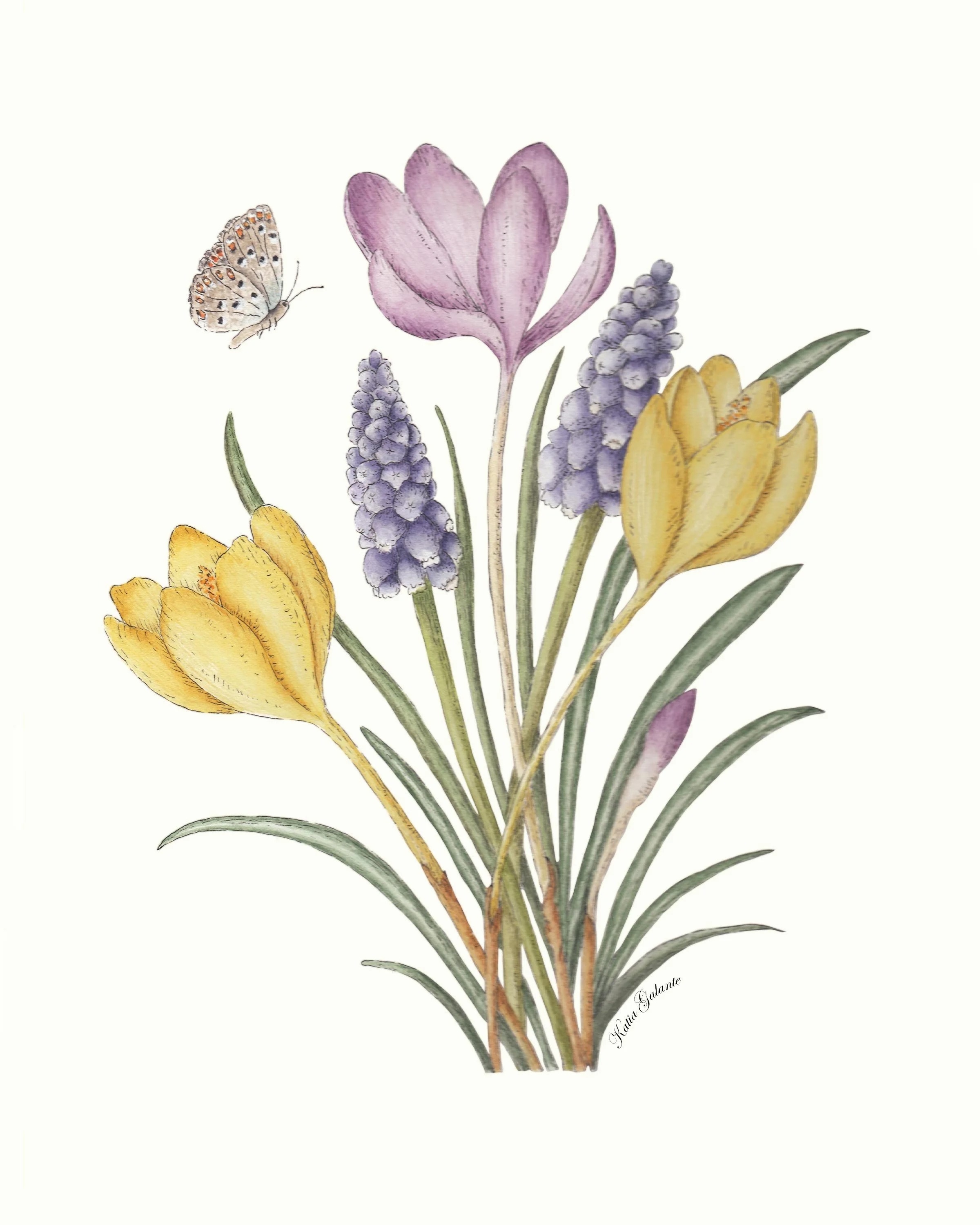Crocuses and Muscari