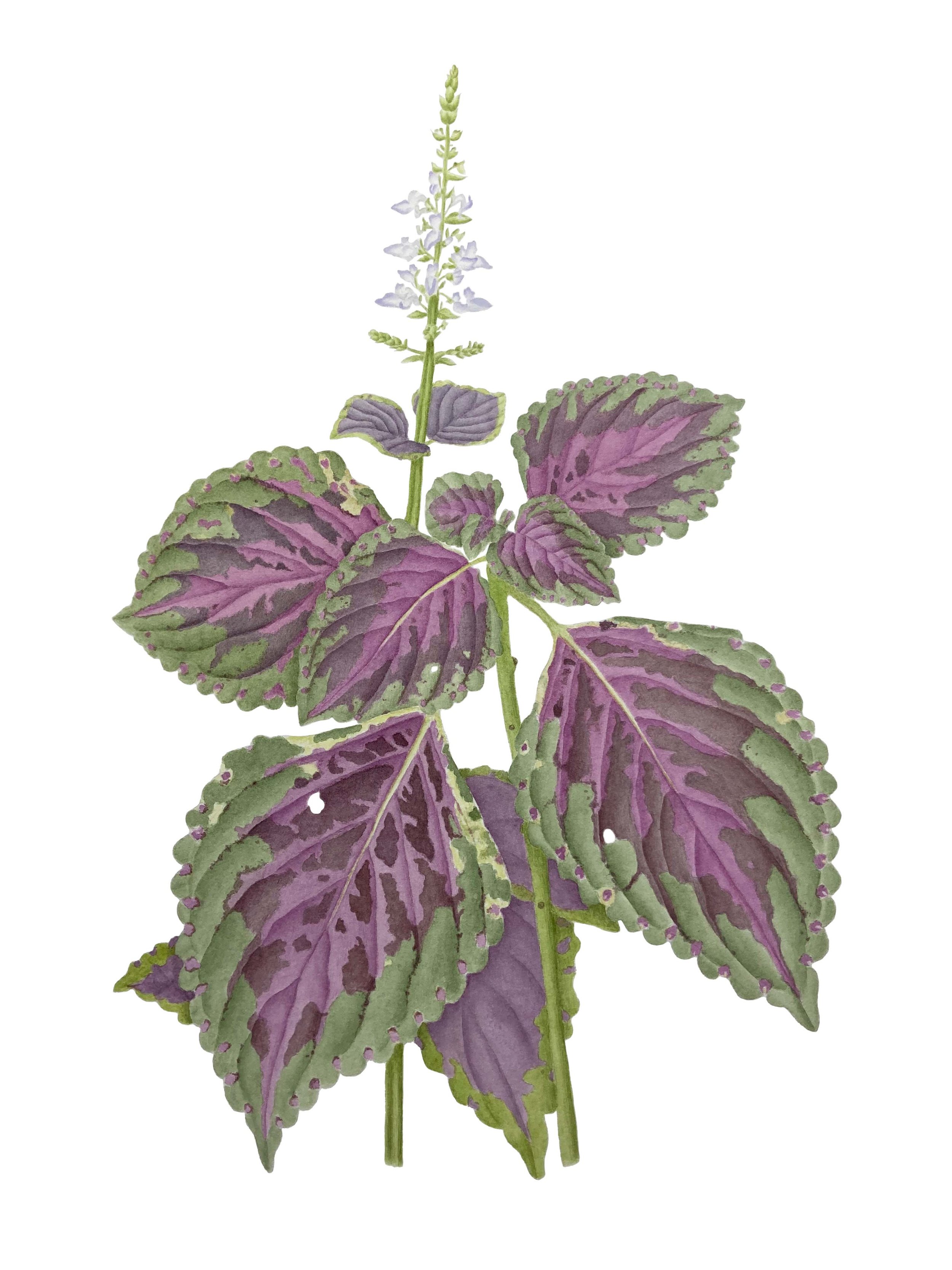 Coleus Botanical Painting