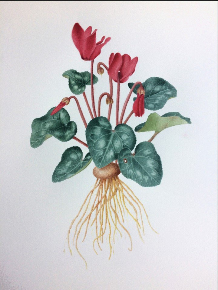 Cyclamen ederifolium botanical illustration