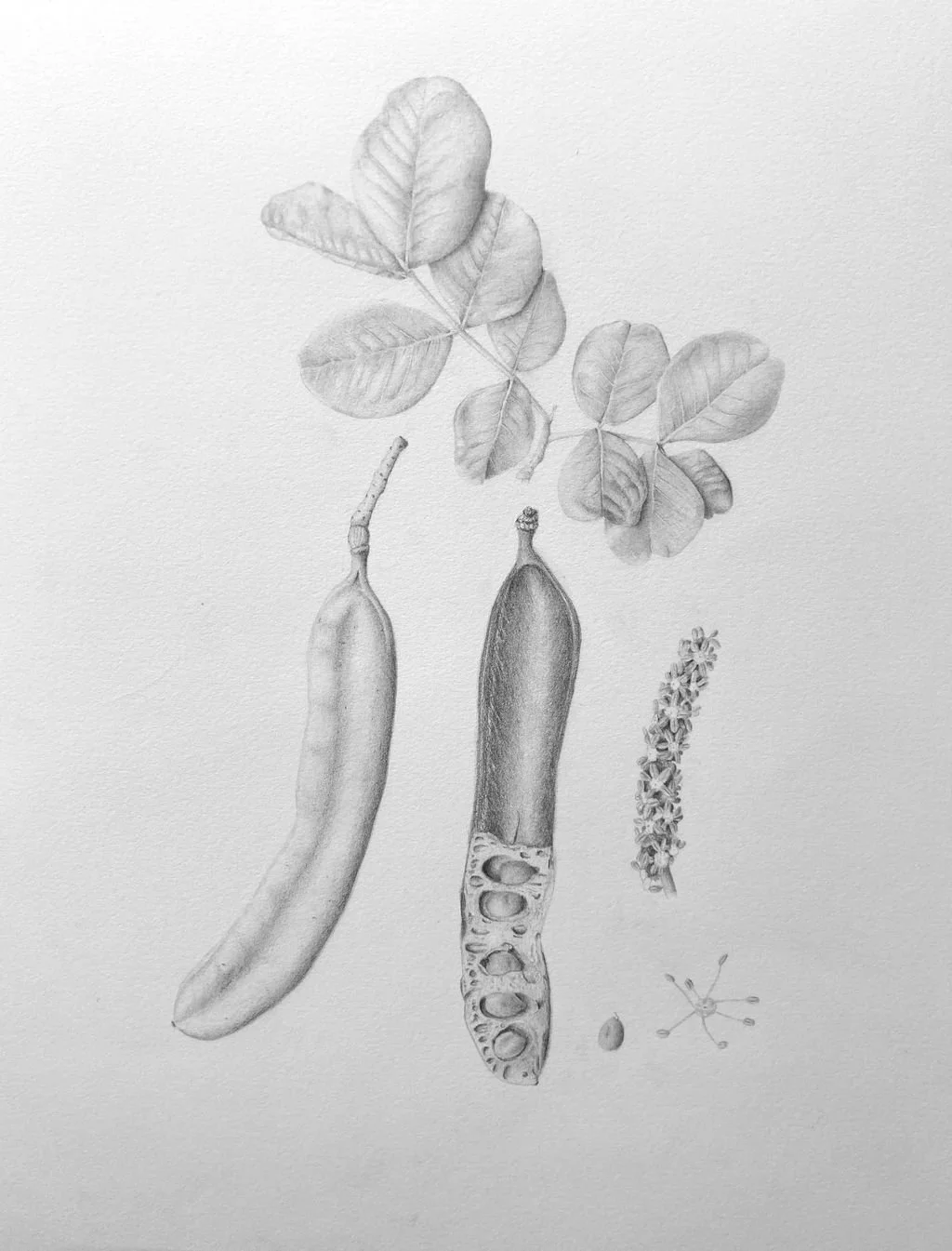 Ceratonia Siliqua