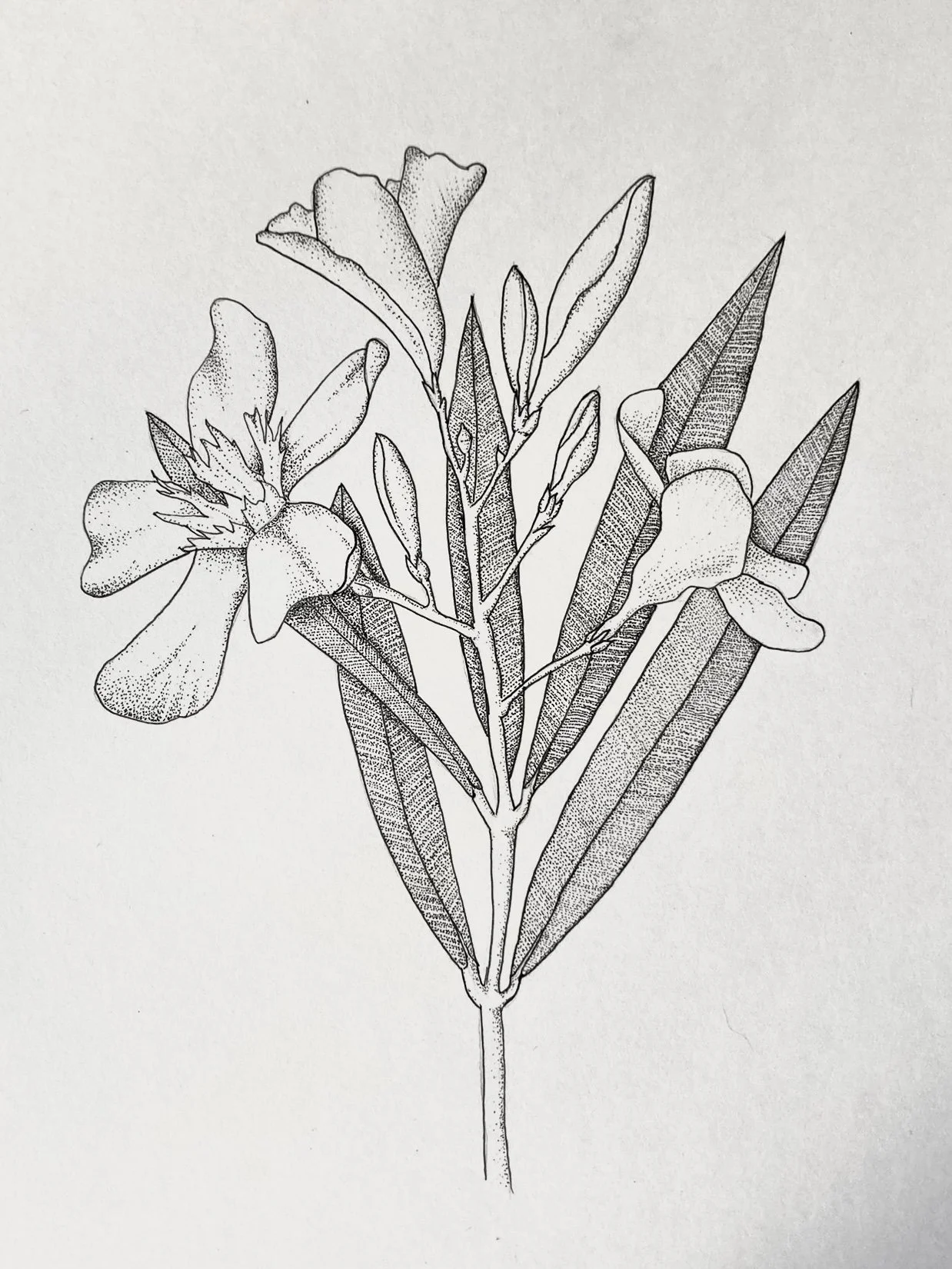 Oleander