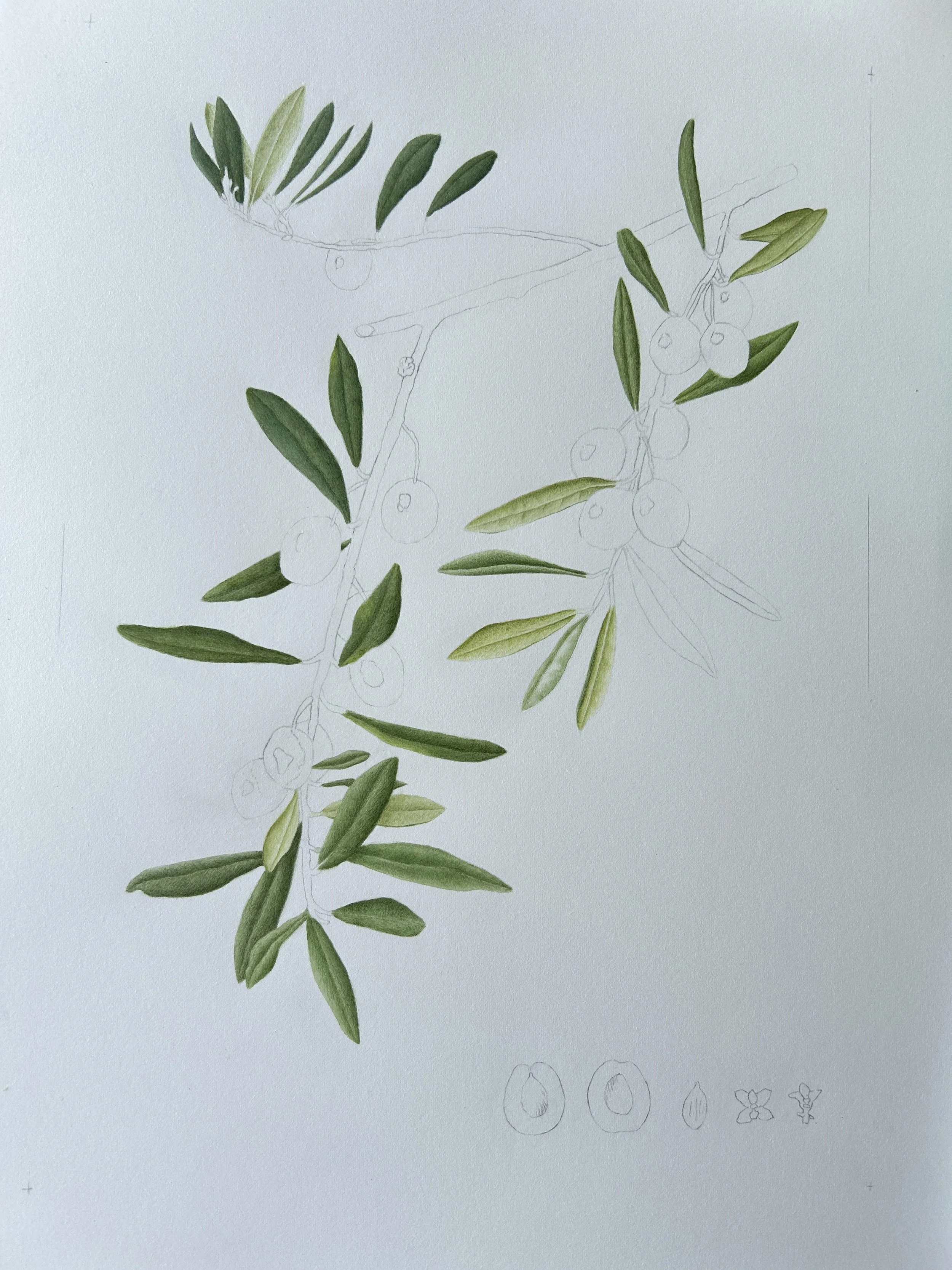 Olea europaea