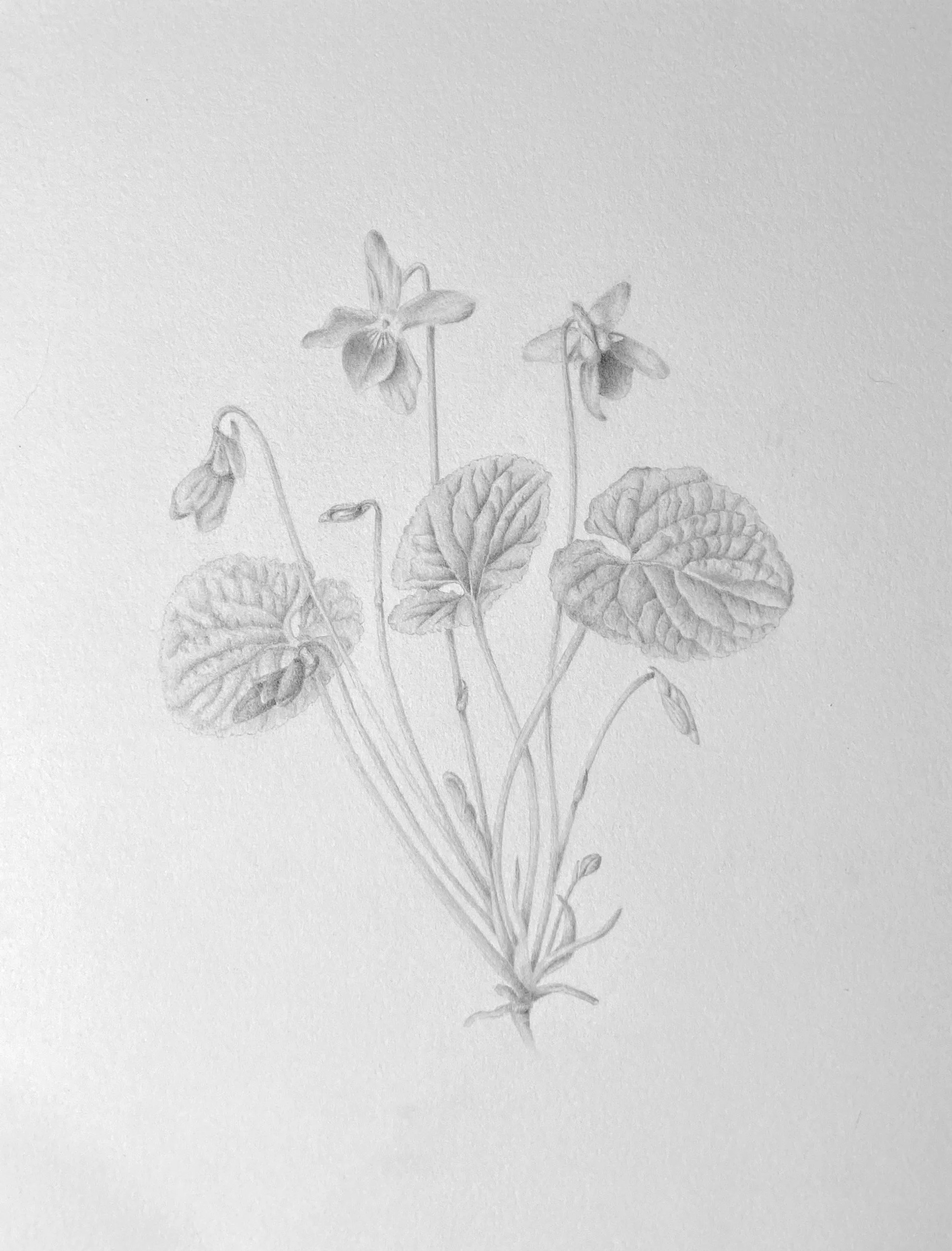 Viola odorata