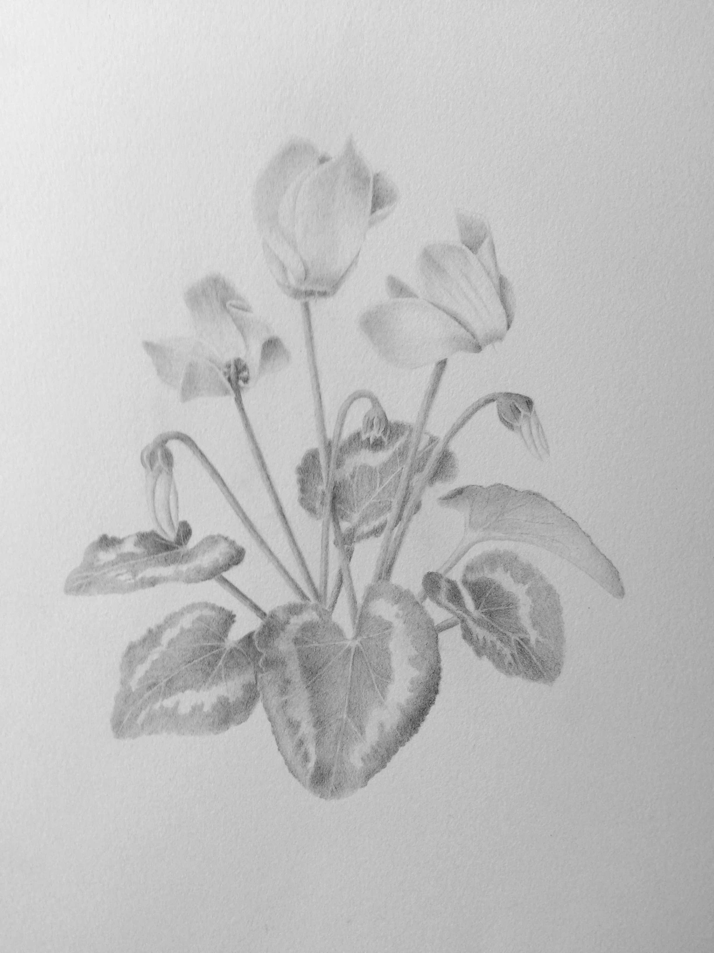 Cyclamen persicum