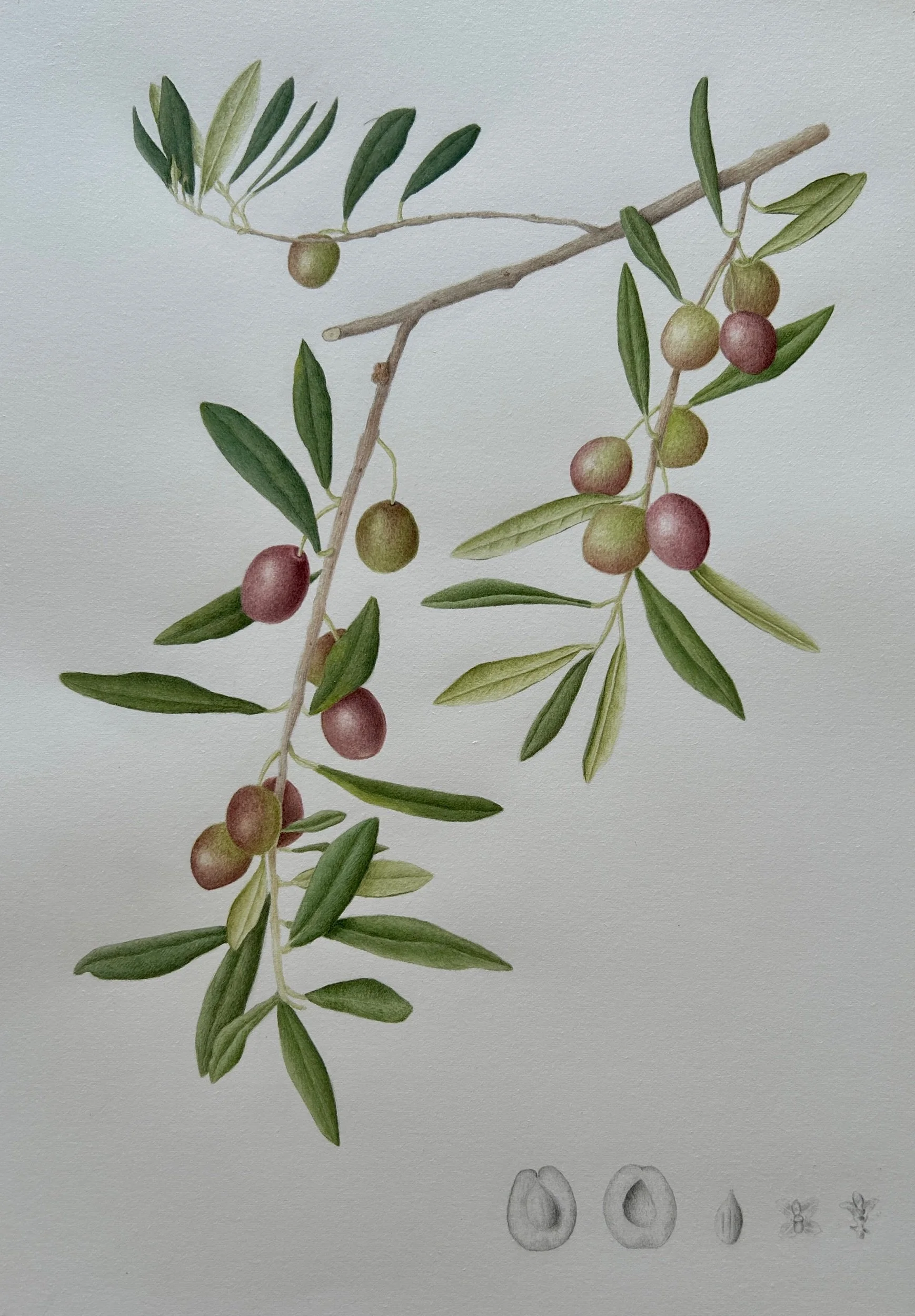 Olea europaea