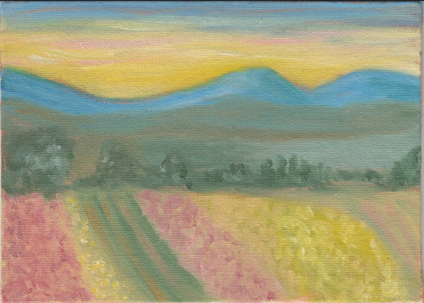 campi al tramonto.jpg