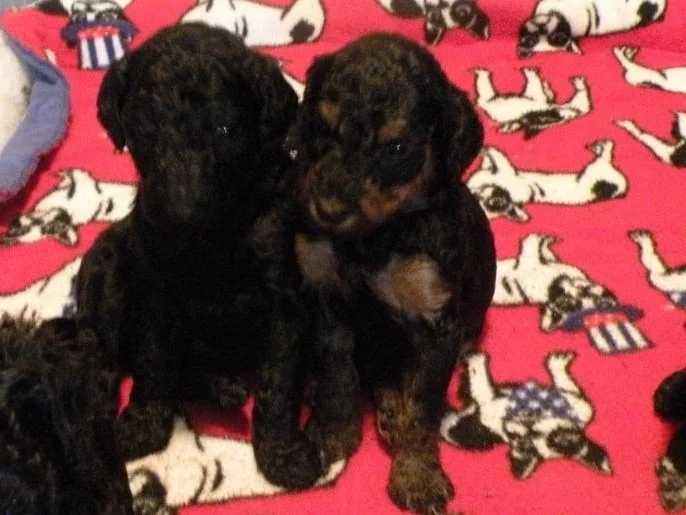 Poodle+pups+at+3+weeks+2.jpg
