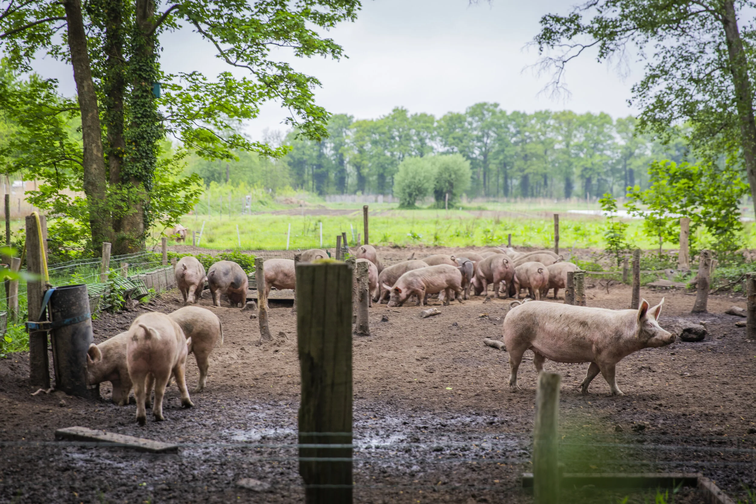 Herenboeren Wilhelminapark