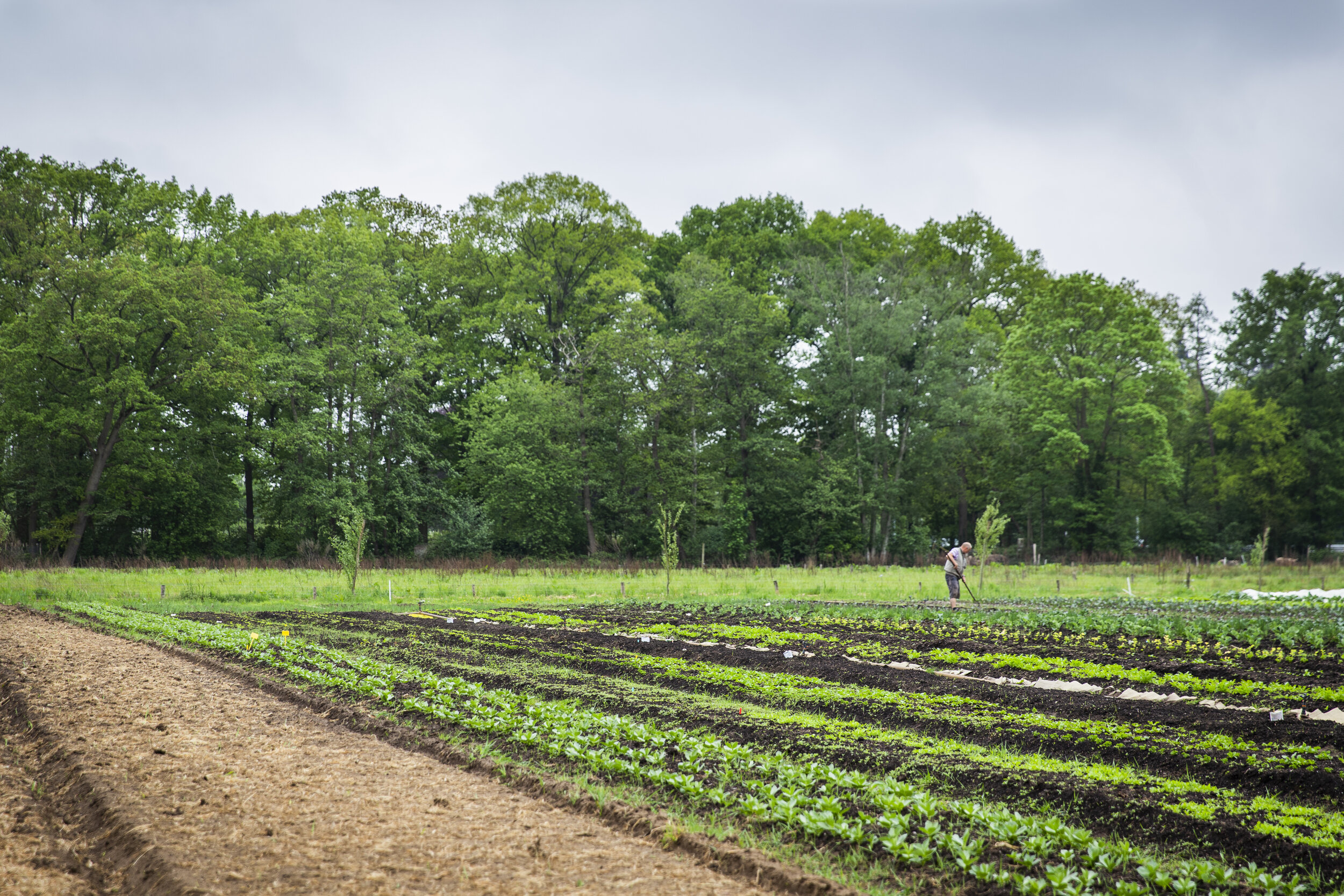 Herenboeren Wilhelminapark