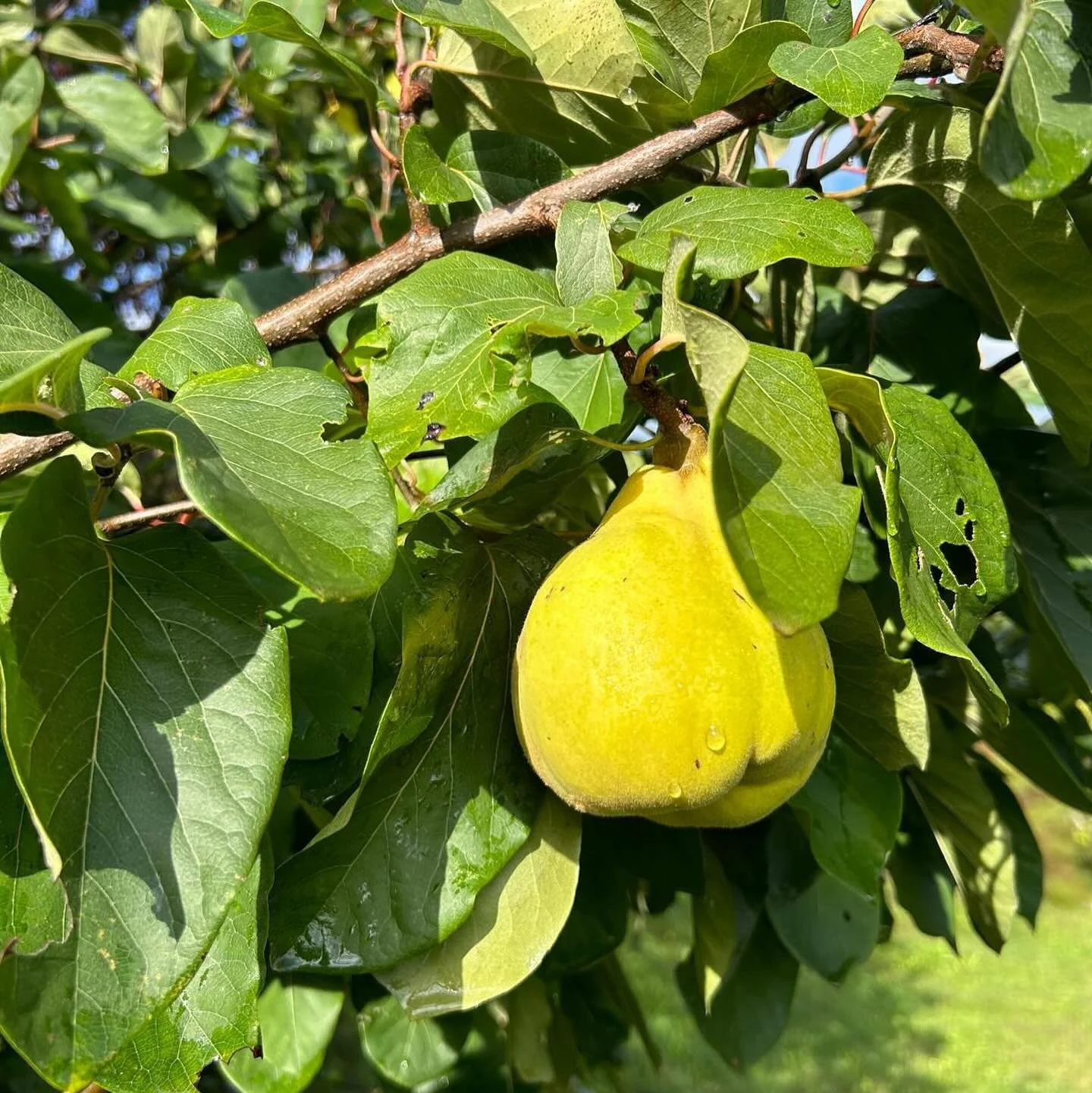 Le Stabbielline in autumn. Wood fired oven in action, quince and olives ripening. Days shortening.