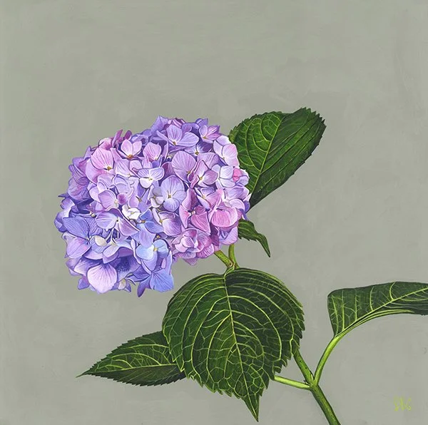 Hydrangea.jpg