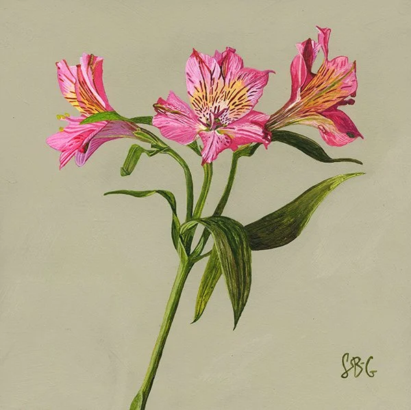 Pink Alstroemeria 18x18cm in 35x35cm frame