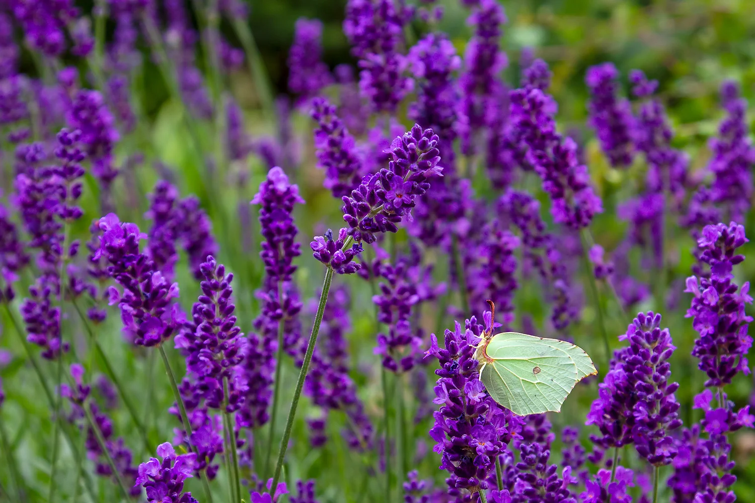 brimstone-on-lavender2.jpg