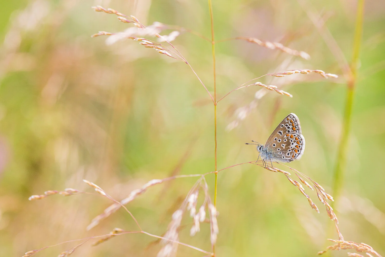 common blue grass.jpg