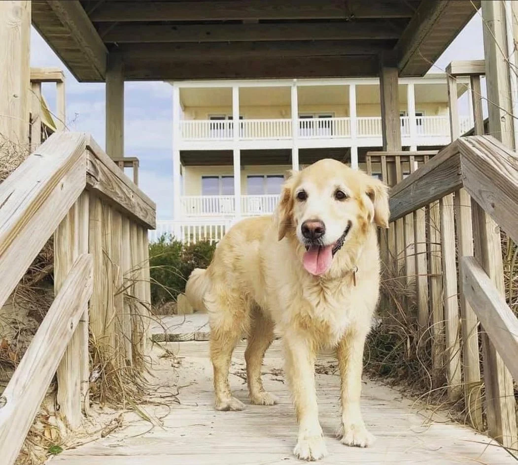 Always #nationaldogday in my house ππΆπΆ