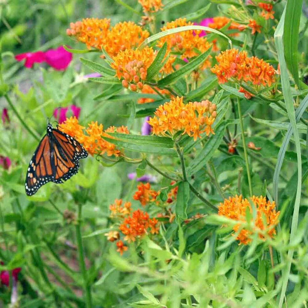 Butterfly Milkweed &amp; Swamp Milkweed