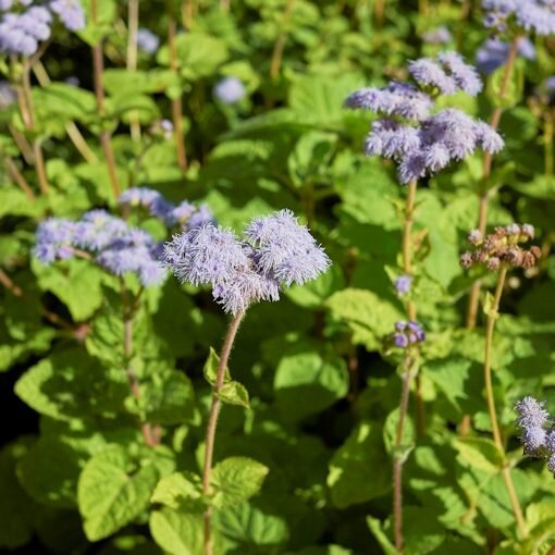 Blue Mistflower